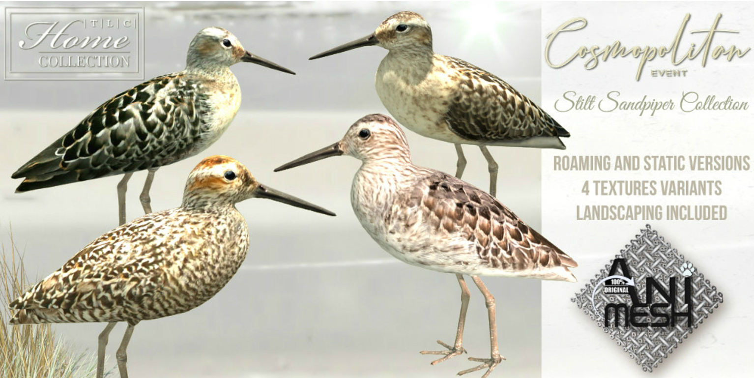 TLC – Stilt Sandpiper Collection