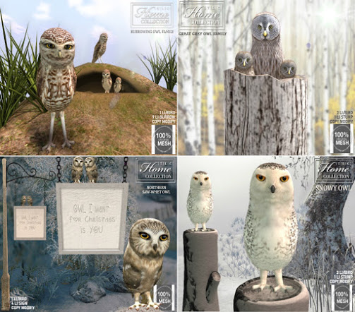 TLC – Burrowing Owl Family