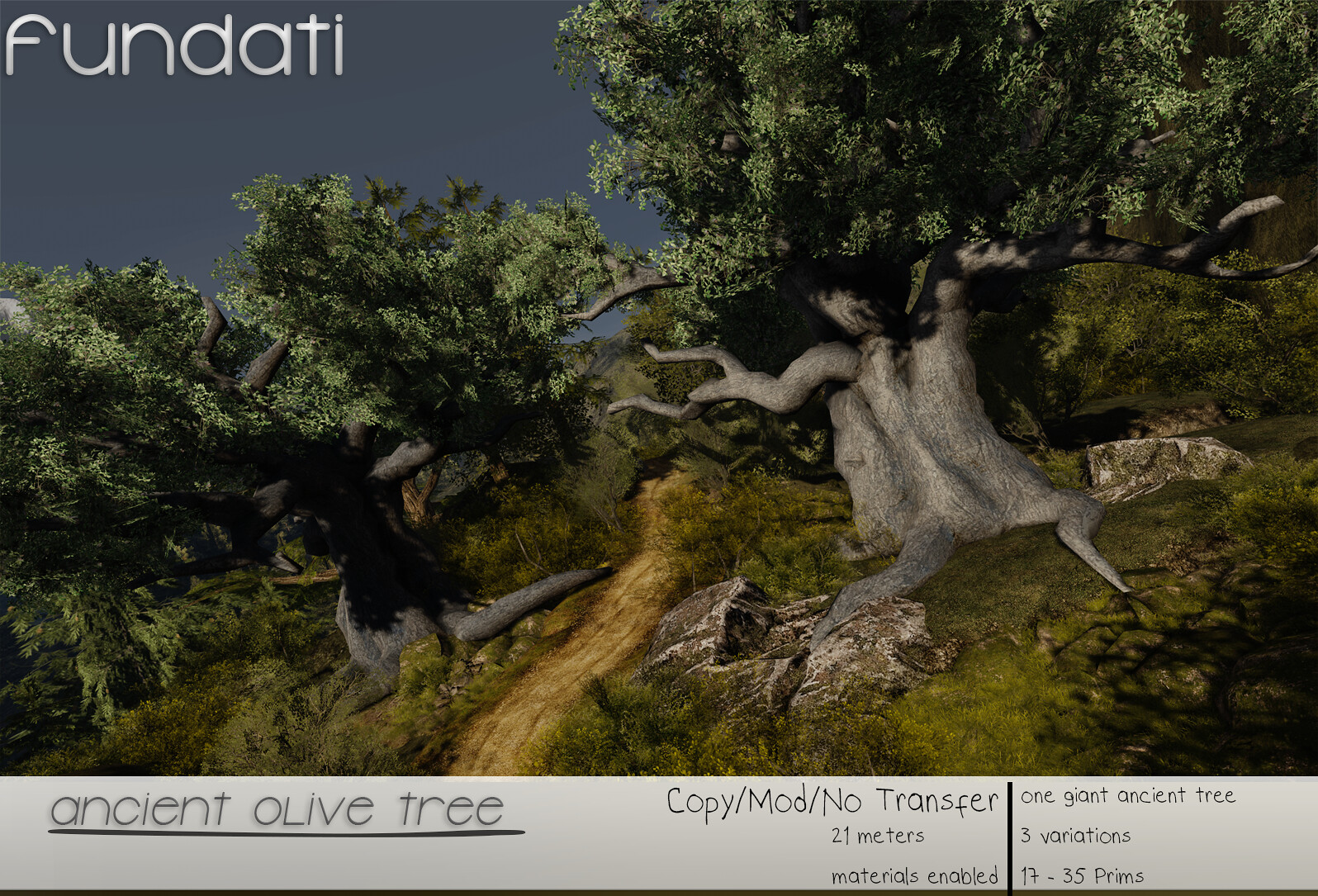 Fundati – Ancient Olive Tree