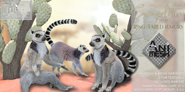 TLC – Ring Tailed Lemurs