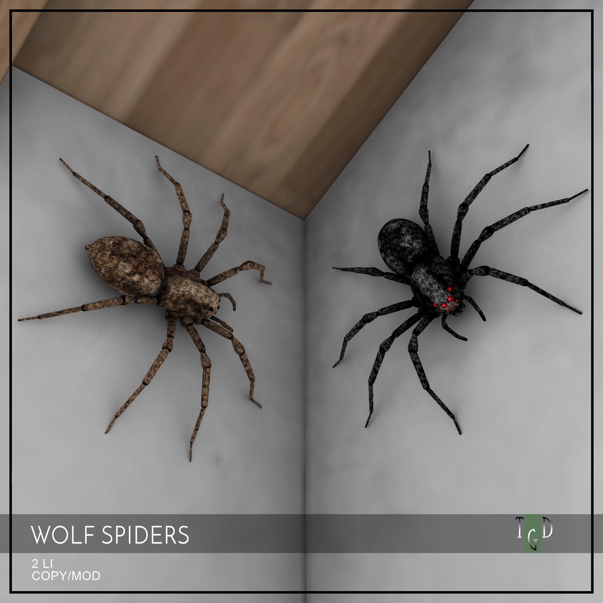 The Green Door – Wolf Spiders