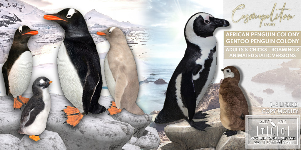 TLC – Penguin Colonies
