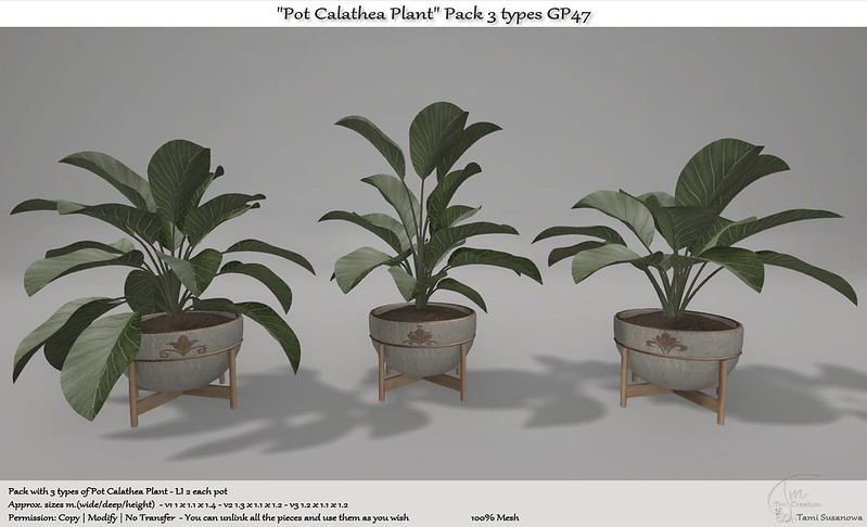 TM Creation – Pot Calathea Plant Pack