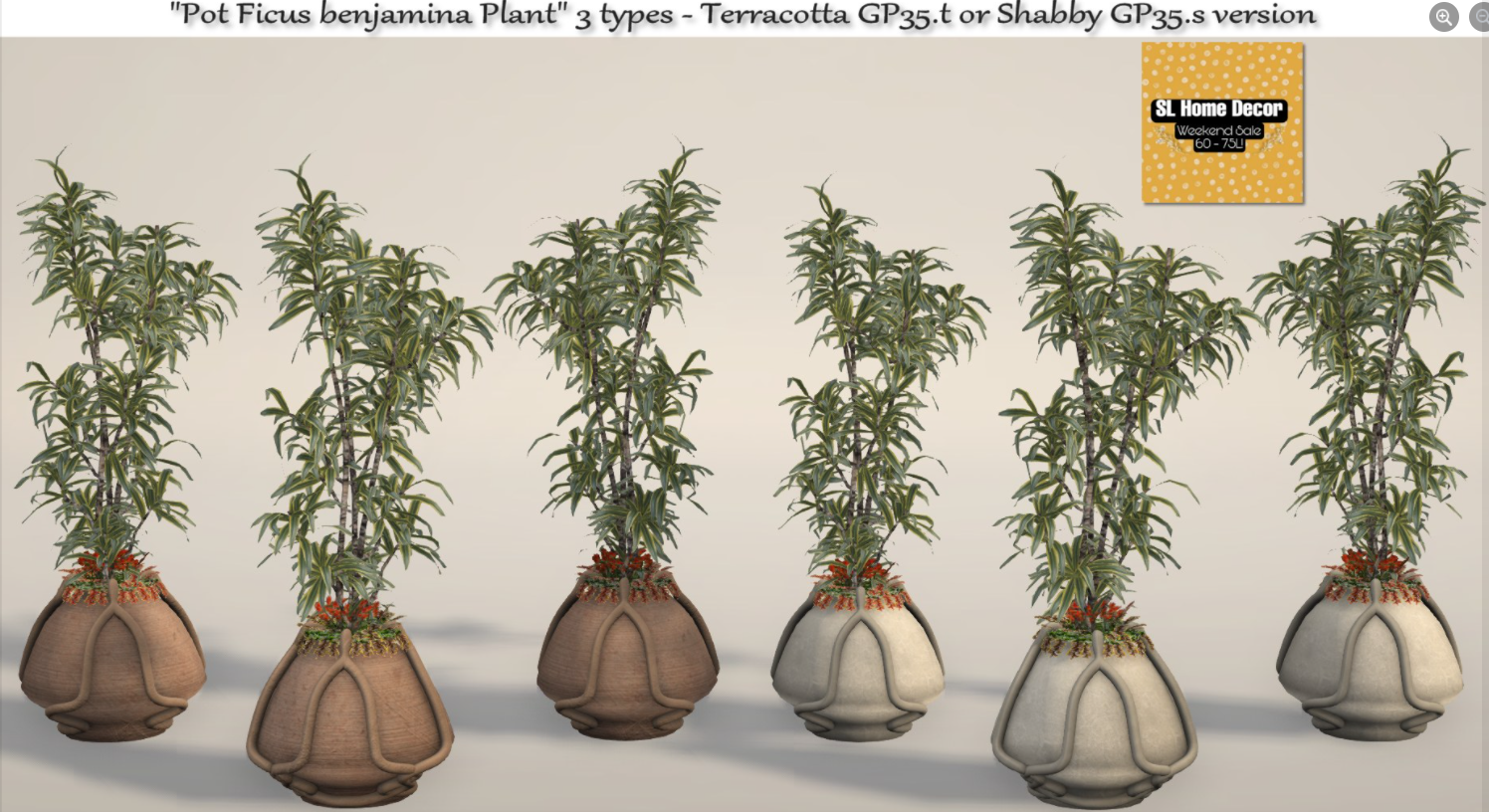 TM Creations – Pot Ficus Benjamina Plant