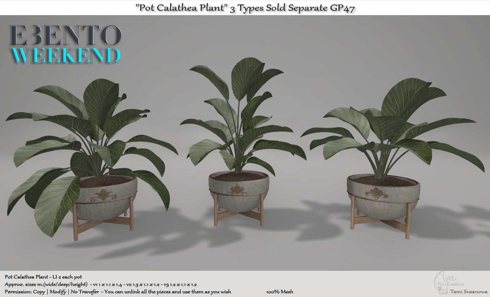 Tm Creation – “Pot Calathea Plant”