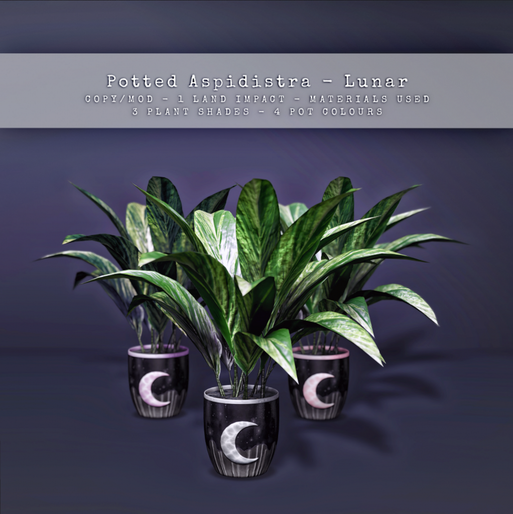 Celeste – Potted Aspidistra – Lunar