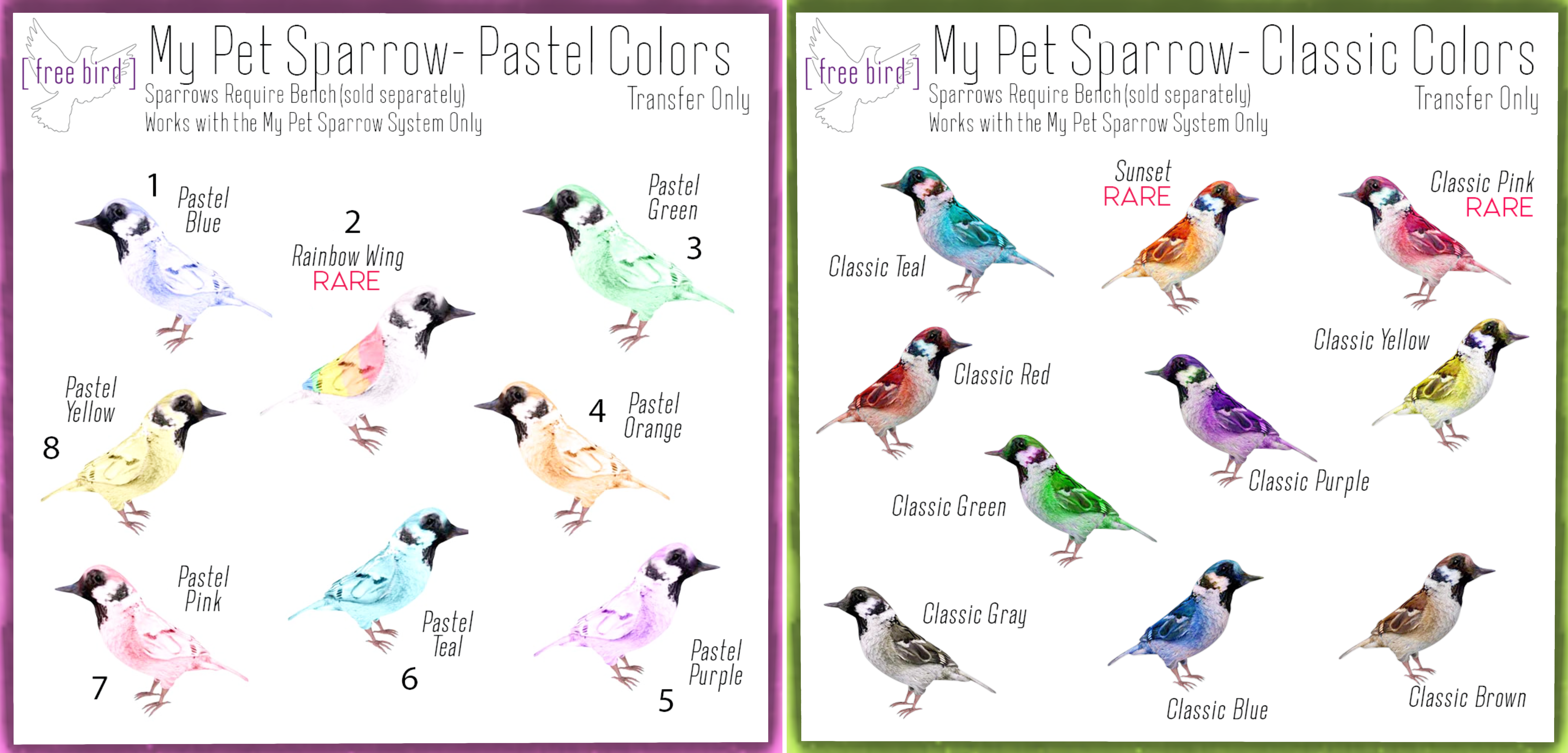 Free Bird – My Pet Sparrow