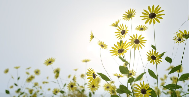 Konoha – Wild Sunflowers