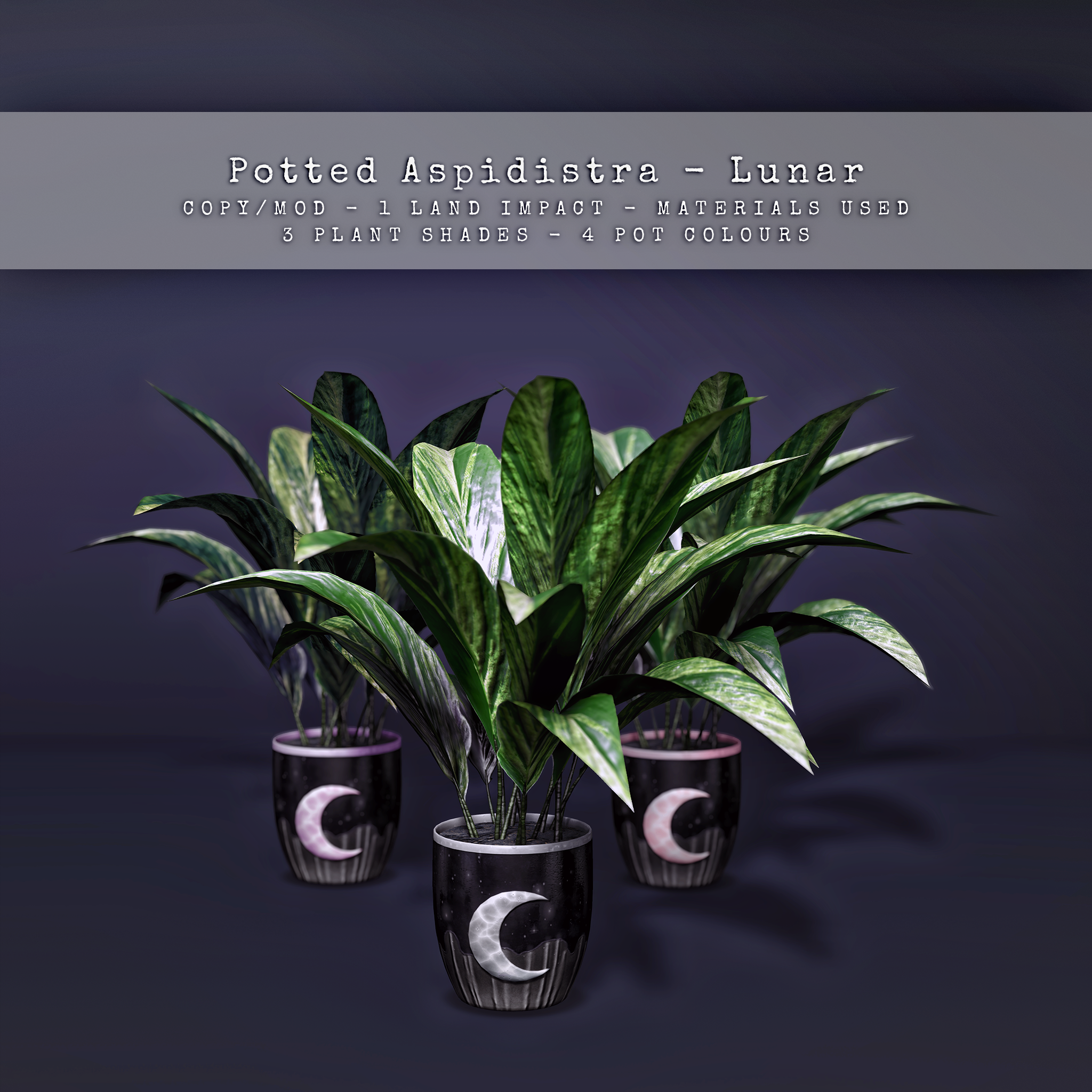 Celeste- Potted Aspidistra – Lunar