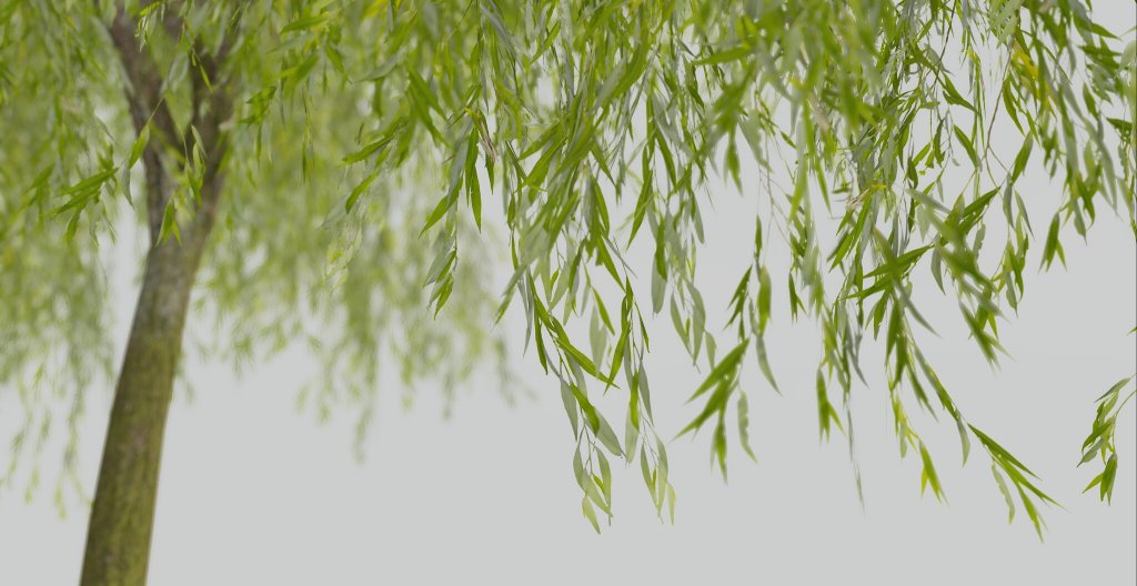 Konoha – Oriental Willows