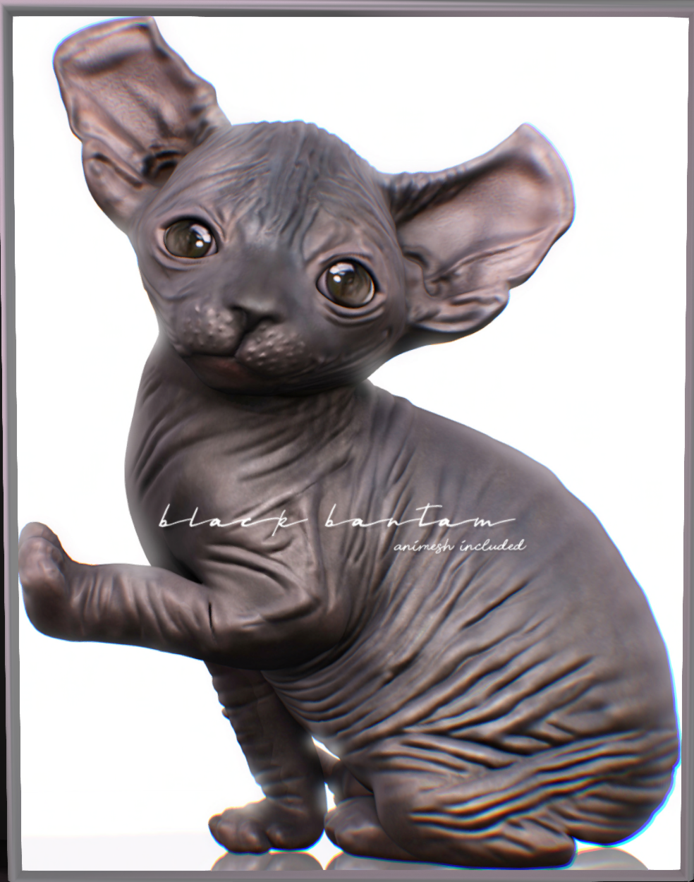 Black Bantam – Elf Ear Sphynx Kitten