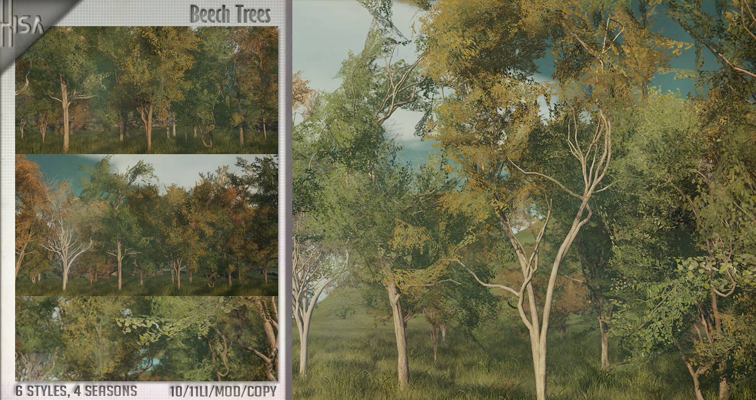 HISA – Beech Trees – Main Store Release