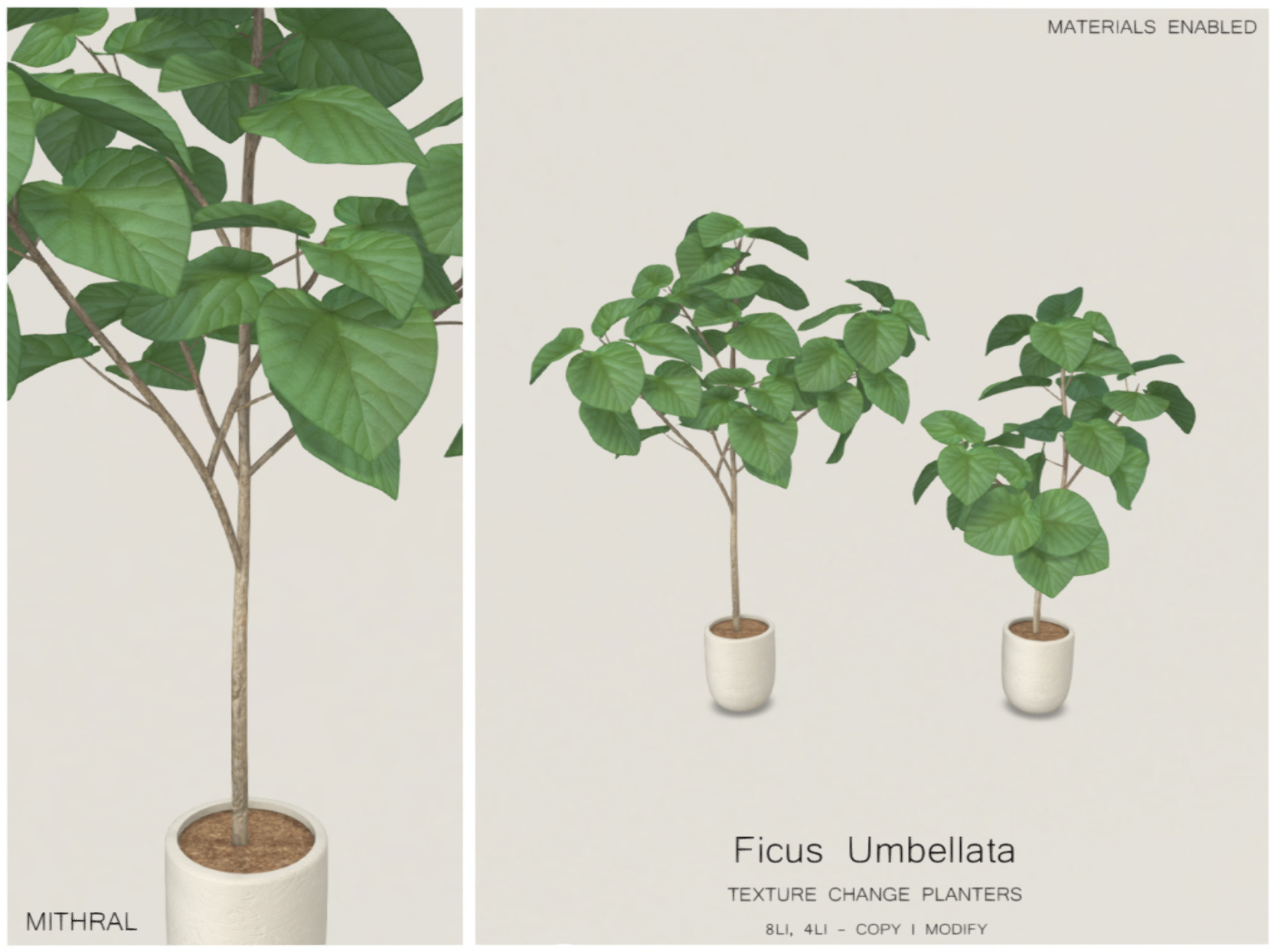 Mithral – Ficus Umbellata