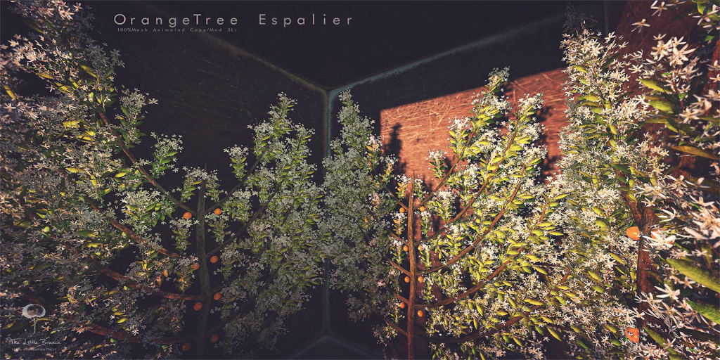 Little Branch – Orange Tree Espalier