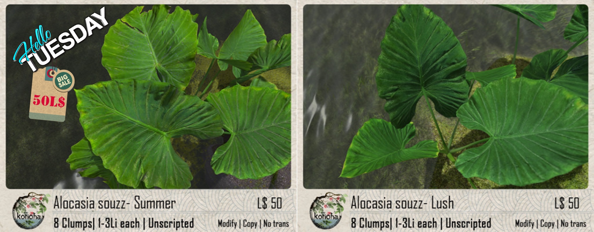 Konoha – Alocasia Souzz (Summer & Lush)
