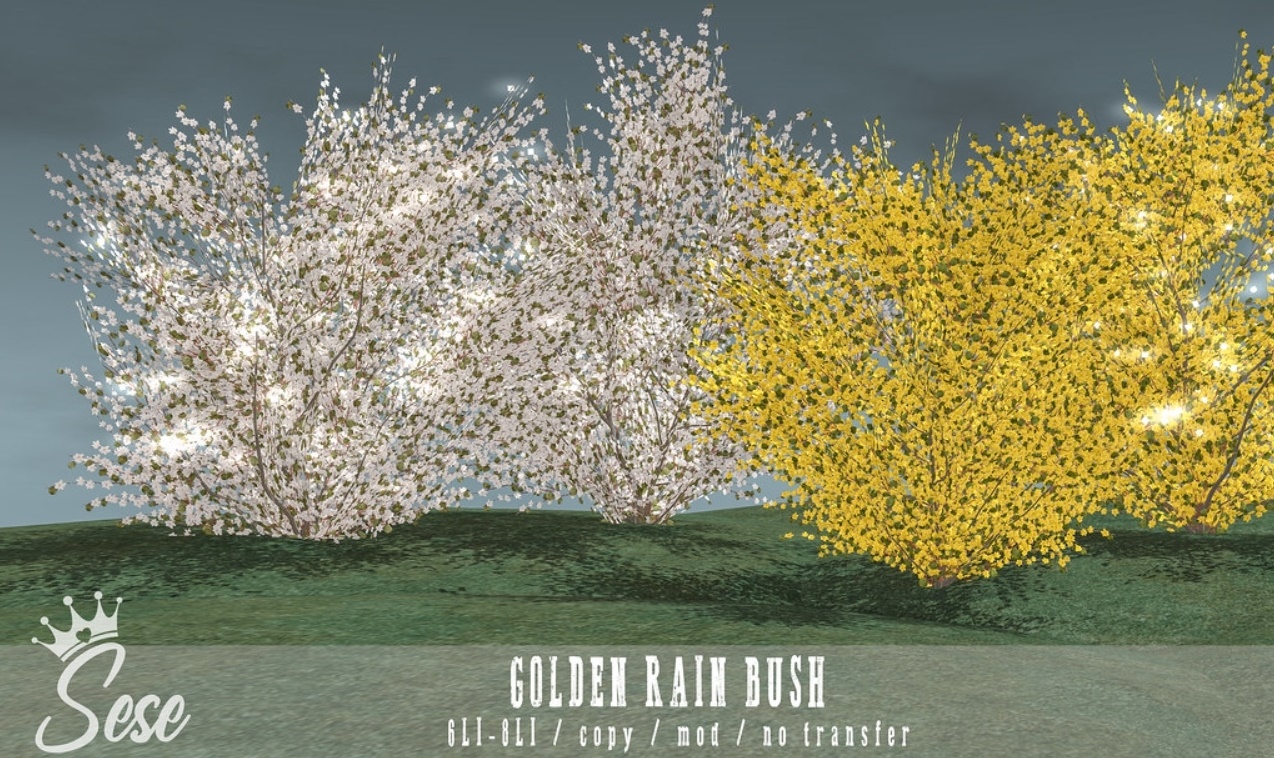 Sese – Golden Rain Bush