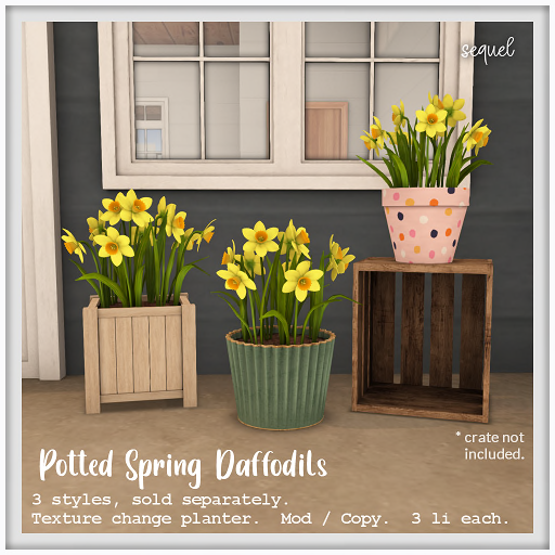 Sequel – Potted Spring Daffodils