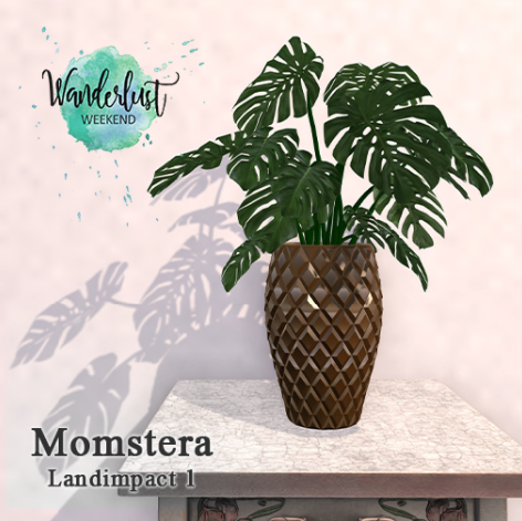 Korpokkur – Monstera