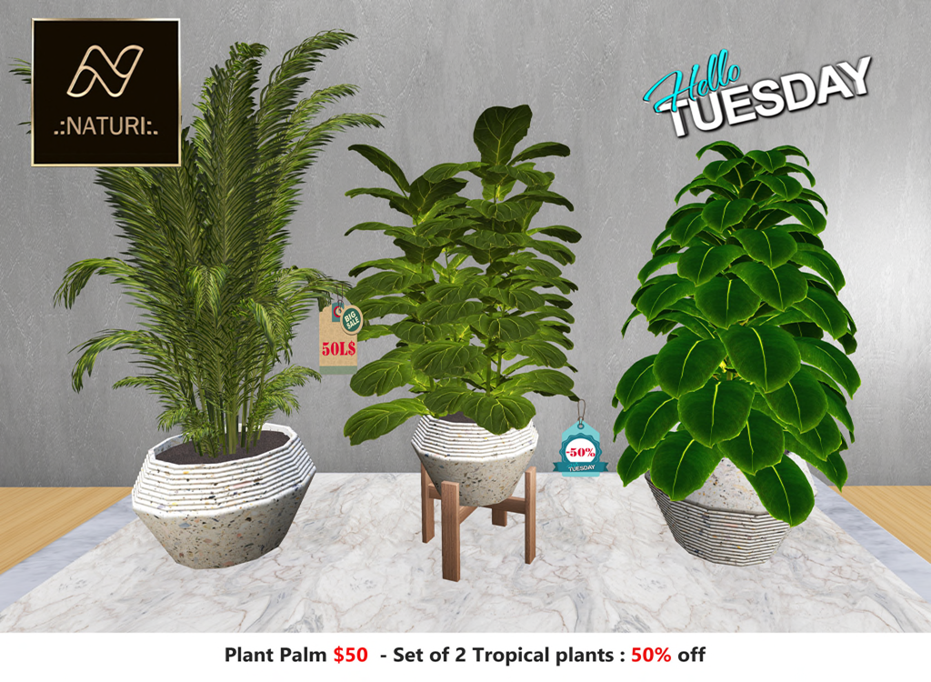 Naturi – Plant Palm & Tropical Plants