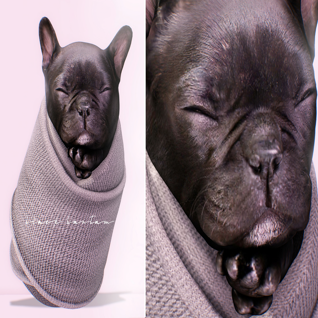 Black Bantam – Sleeping Bulldog Puppy Burrito