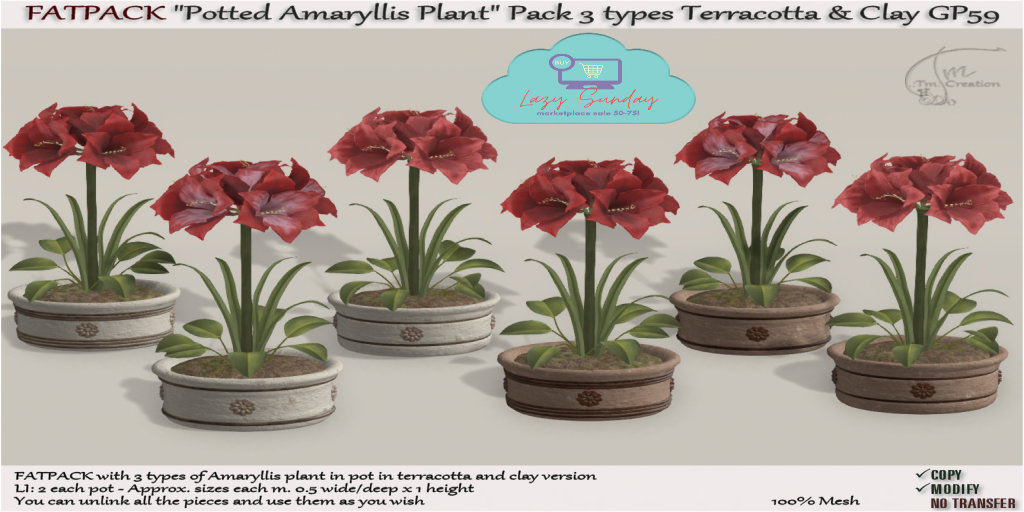 TM CREATION – Amaryllis Flowers Pot Terracotta Clay Fatpack– LAZY SUNDAY