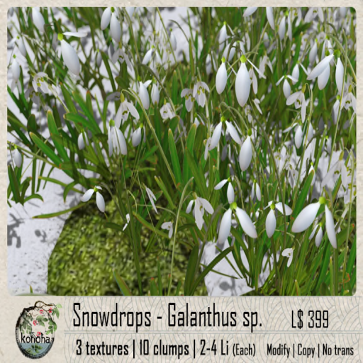 Konoha – Snowdrops Galanthus