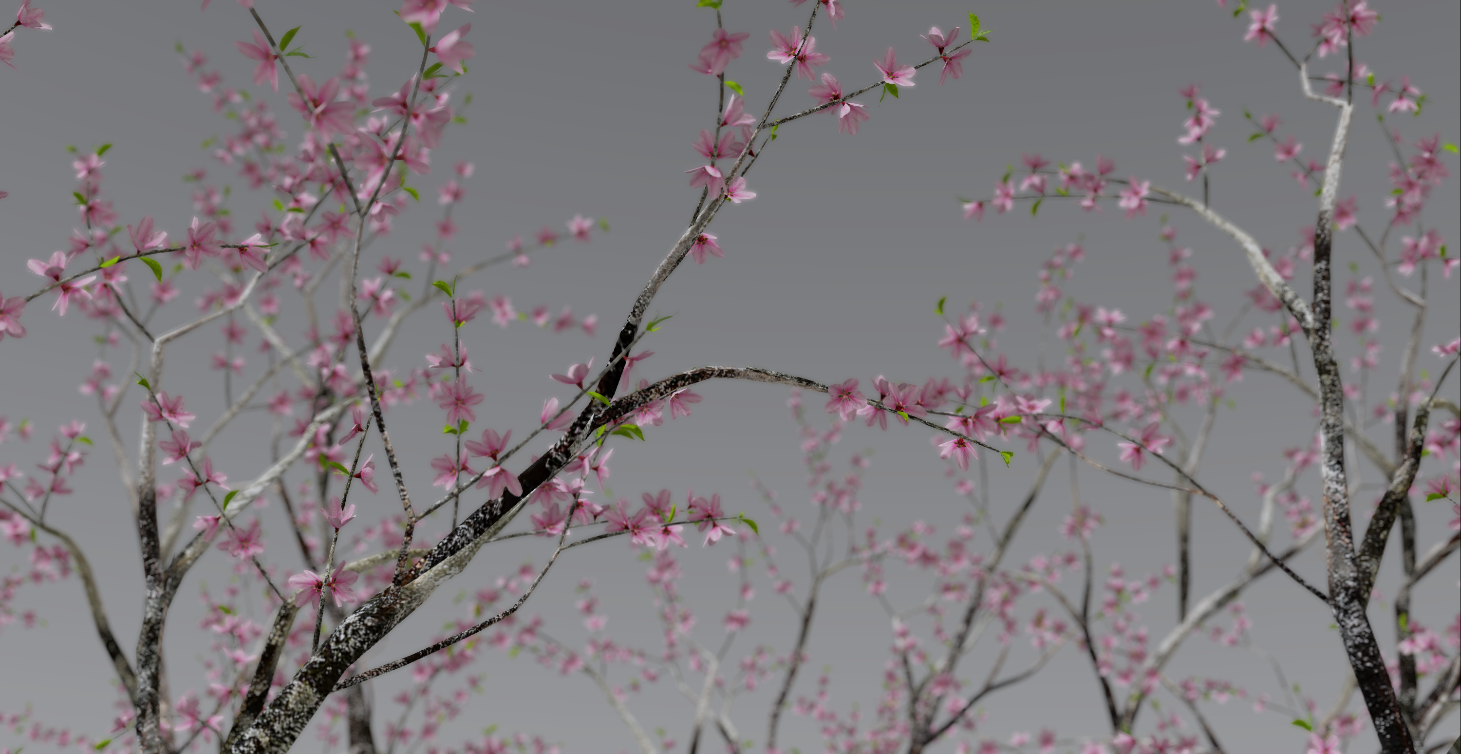 Konoha – Prunus lanie