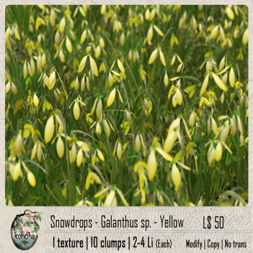 Konoha – Snowdrops Galanthus Yellow