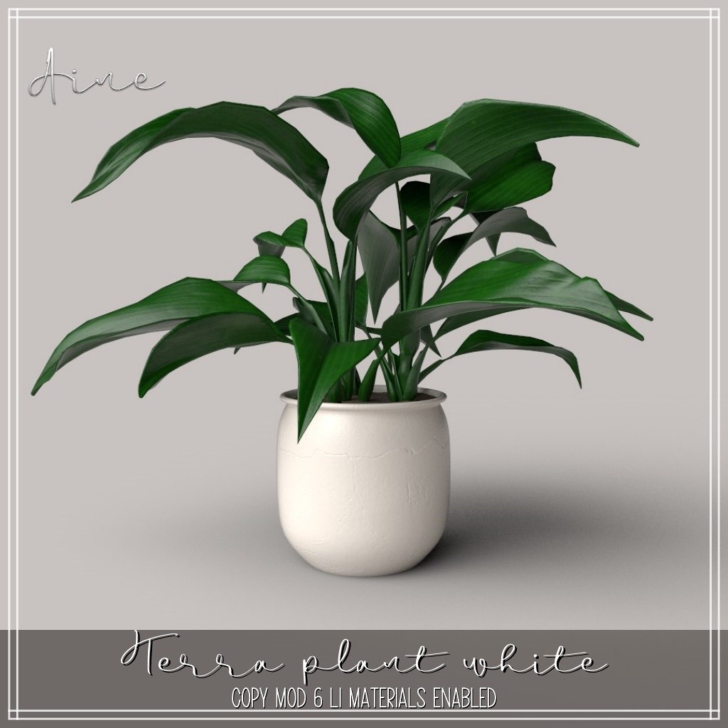 Aine – Terra plant white
