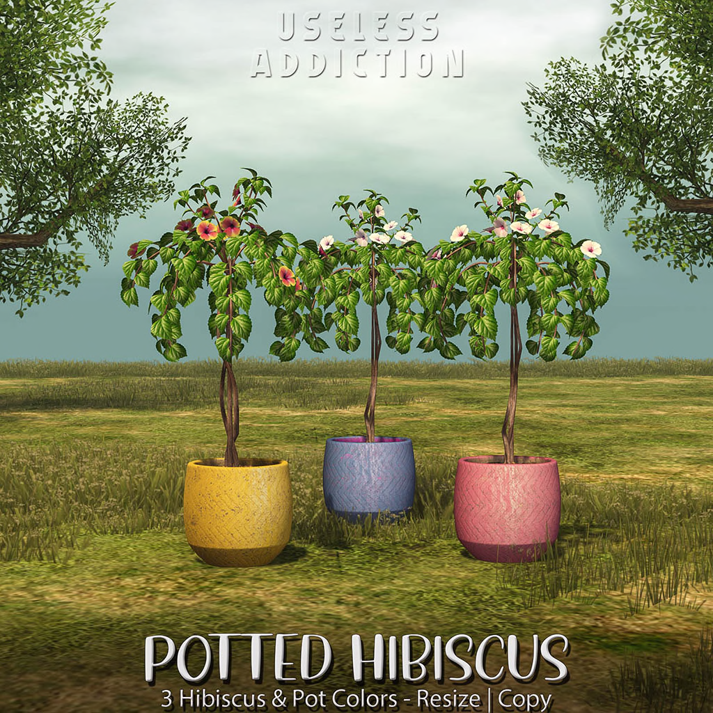 Useless Addiction – Potted Hibiscus