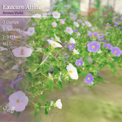 Meow – Exacum Affine